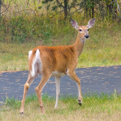 zP1010773 Deer in Montana yard - thru window glass.jpg