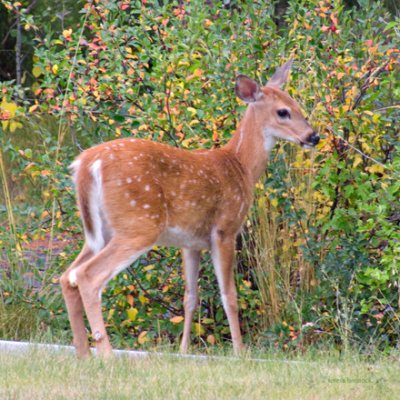 zP1010774 Young deer hears photographer - thru home window.jpg