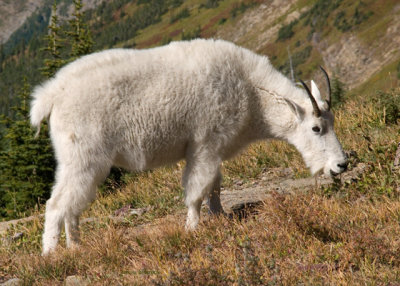 zP1010947 Mountain goat among fall colors by Hidden Lake Trail in Glacier National Park.jpg