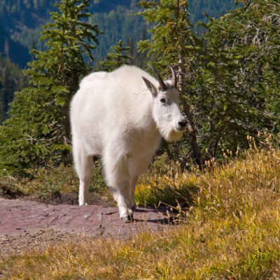 zP1010961 Mountain goat near Hidden Lake Overlook in Glacier National Park.jpg