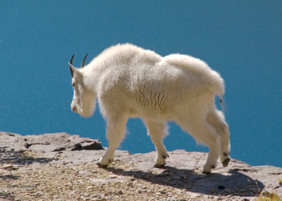 zP1010965 Mountain goat on ledge above Hidden Lake in Glacier National Park.jpg