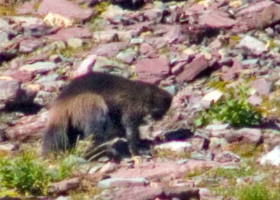 zP1010996 Wolverine at Logan Pass - very far from camera - image very cropped.jpg