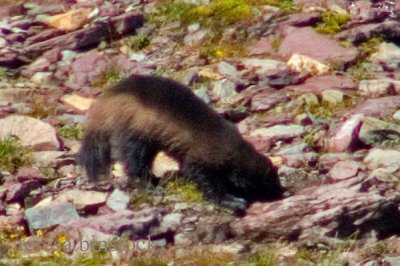 zP1010995 Wolverine at Logan Pass - very distant - very cropped.jpg