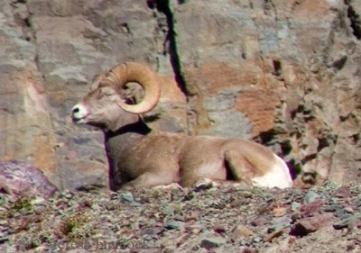 zP1010940 Bighorm ram high on a ledge along Hidden Lake Trail.jpg