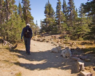 zCRW_3187 Hiker and mountain goats in shade share Hidden Lake trail.jpg