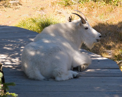 zP1010980 Mountain goat in shade on boardwalk at Hidden Lake Overlook.jpg