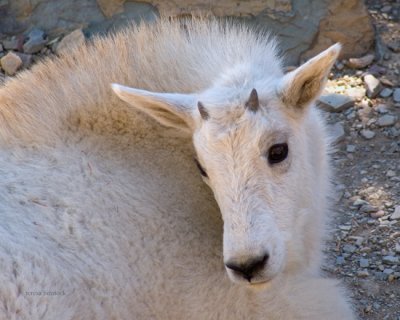 zP1010981 Mountain goat kid rests in shade on Hidden Lake Trail.jpg