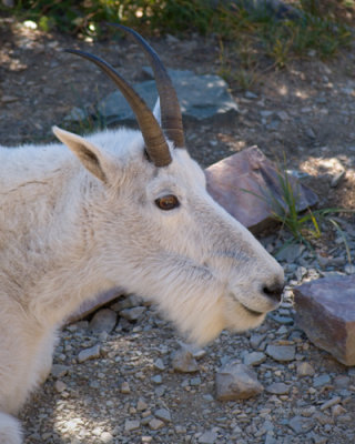 zP1010983 Mountain goat nanny cools in shade on trail.jpg