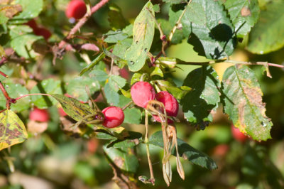 zP1020112 Rosehips large aperture - tripod.jpg