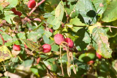 zP1020113 Rosehips f11 - tripod.jpg