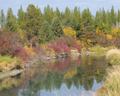 zP1020214 Autumn colors grace stream near Whitefish Montana.jpg