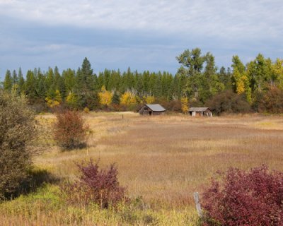 zP1020220 Autumn colors surround old farm buildings near Whitefish Montana.jpg