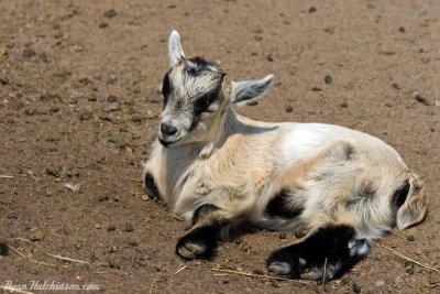 goat1.jpg