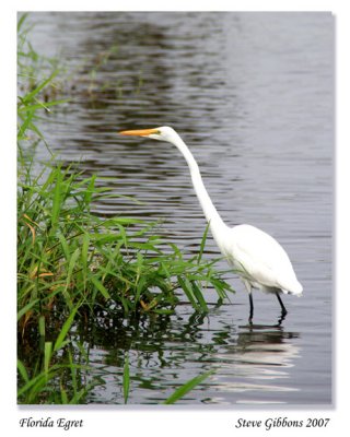 Florida Egret