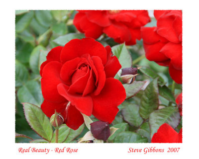 Real Beauty - Red Rose