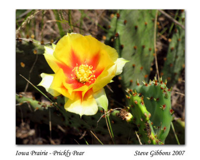 Iowa Prairie - Prickly Pear