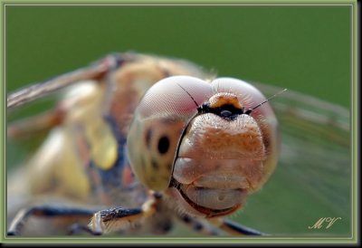 insects_macro