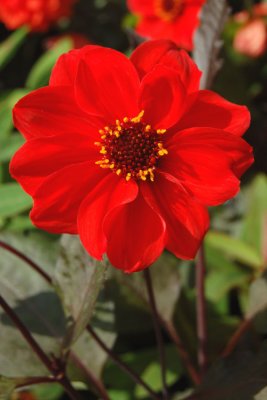 Dahlias