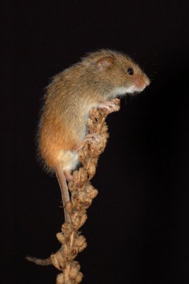 Harvest Mice