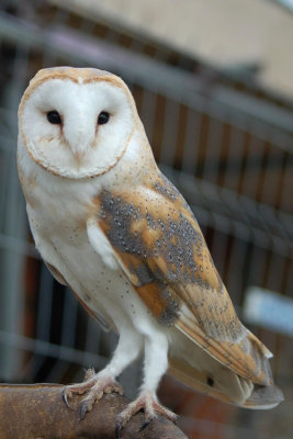 Barn Owl