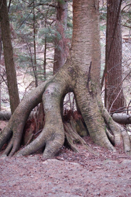 Odd Roots