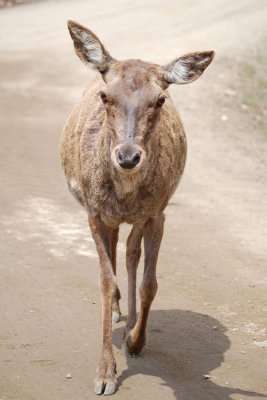 Deer 7
