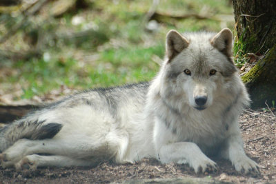 Timber Wolf 1