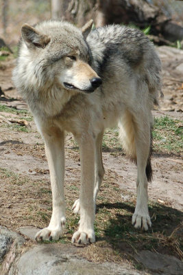 Timber Wolf 3