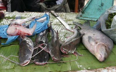 Catfish from Mekong river