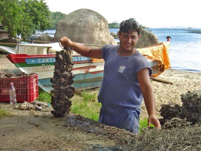 The Oysters Seeker-Florianópolis-Brazil.jpg