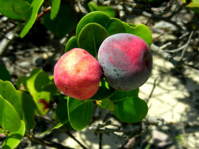Guajir Fruit