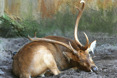 Disney's Animal Kingdom-USA