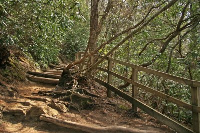 Hiking Trail- Linville Wilderness Area-North Carolina