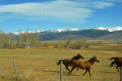 Horses