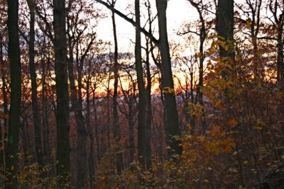 Sunlight fading through the forest