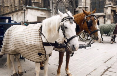 Horses outside of Stephansdom