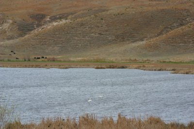 Swans on a Sandhill Lake