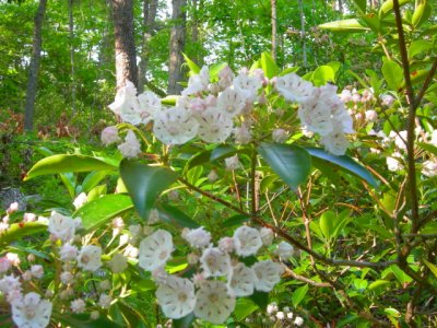 Calvert Cliffs State Park