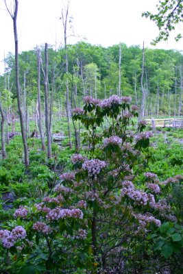 Calvert Cliffs State Park