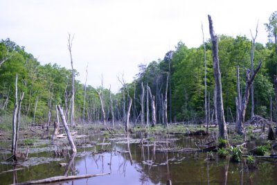 Calvert Cliffs State Park
