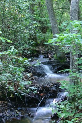 Calvert Cliffs State Park