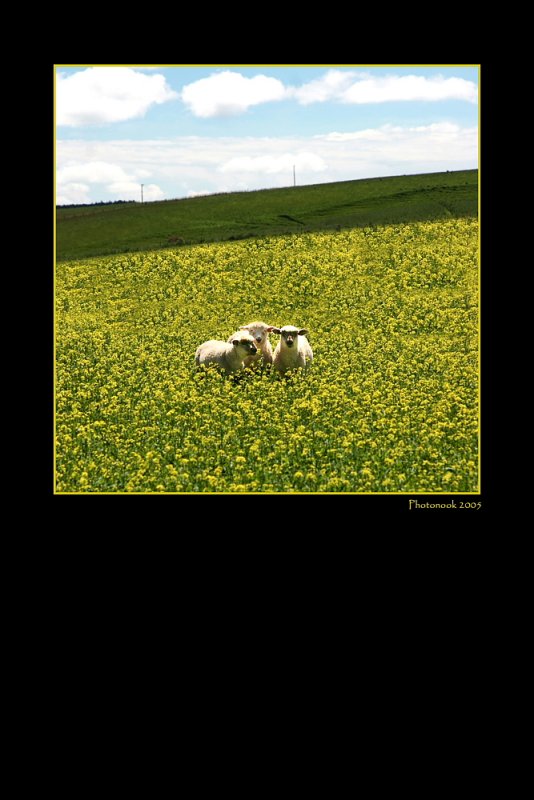 Sheep
