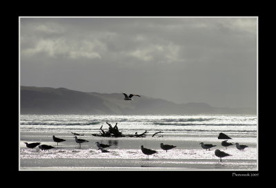 Ahipara