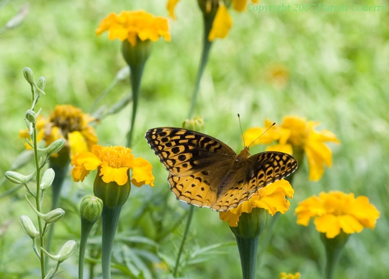 Butterfly.jpg