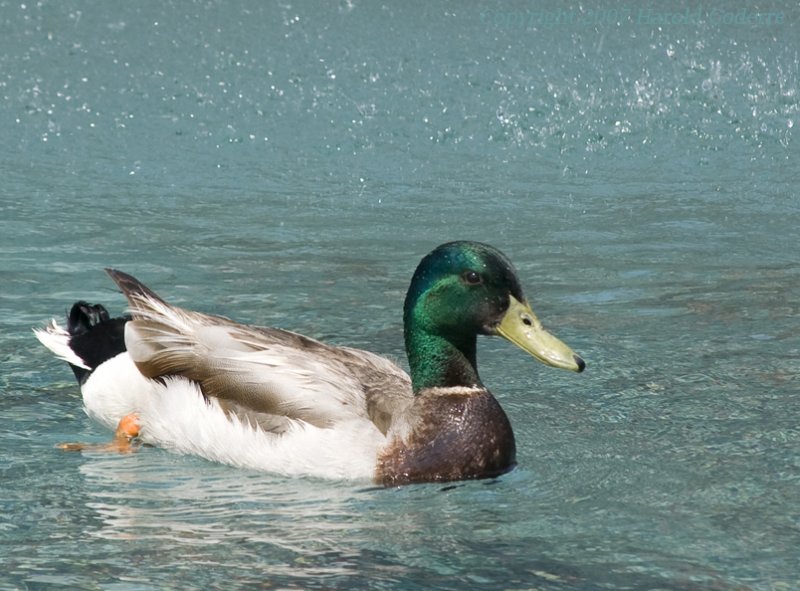 Duck in a Fountain.jpg