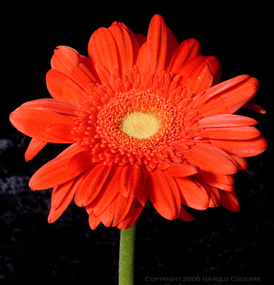 Isolated Red Flower.jpg