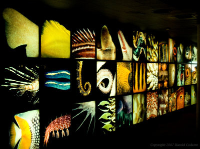 Aquarium Gallery.jpg