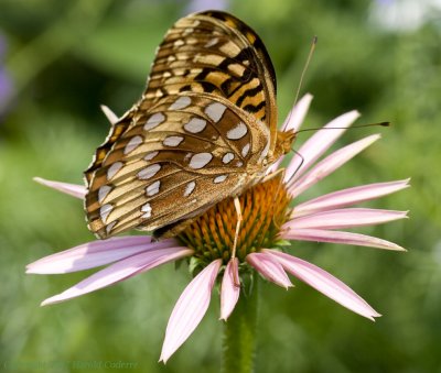 Butterfly on Flower.jpg