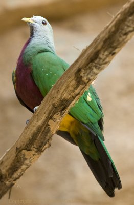 Green Bird.jpg