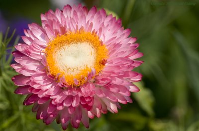 Monticello Garden 2.jpg